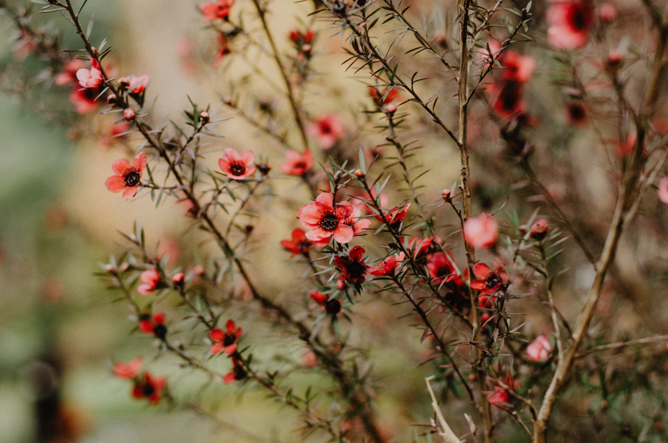 Bloemen